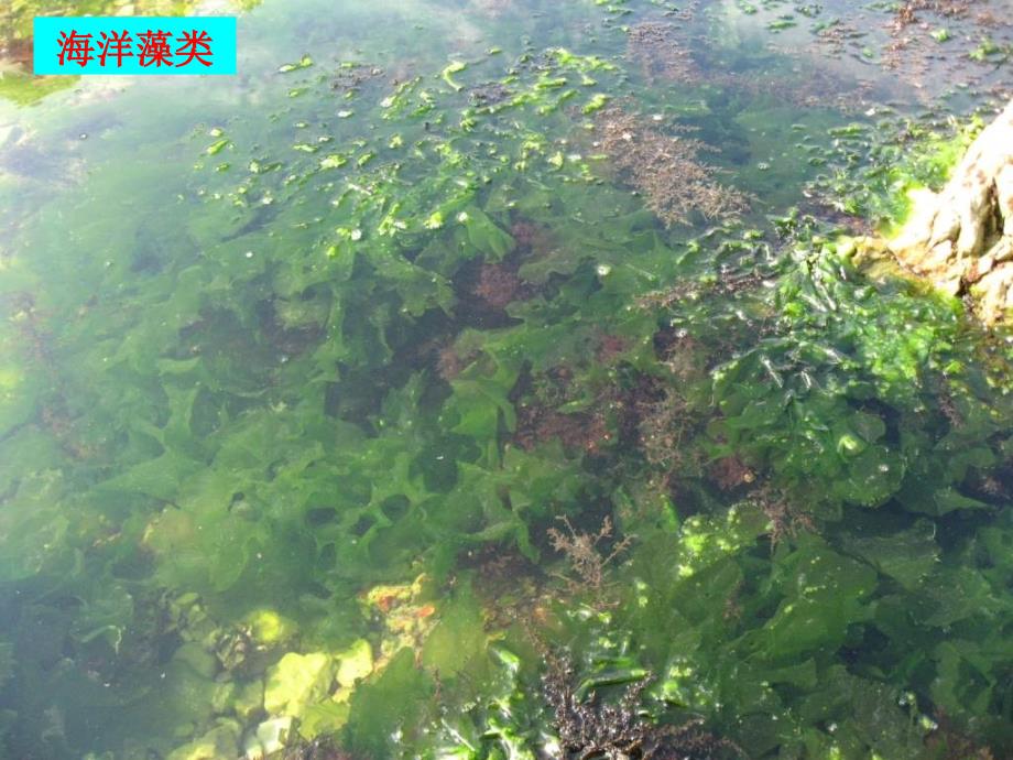 植物学课件：第4章 真核藻类（eukaryoticalgae）_第4页