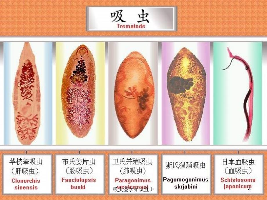 吸虫医学知识宣讲培训课件_第4页