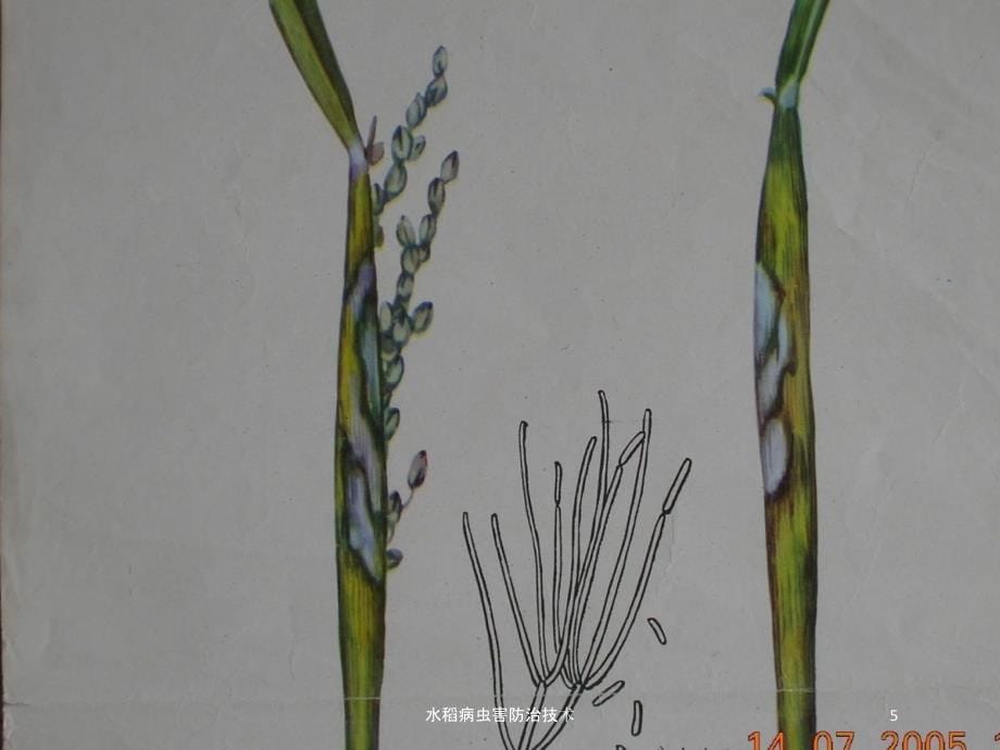水稻病虫害防治技术培训课件_第5页