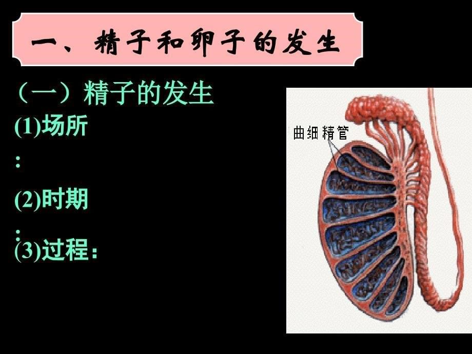 081224高二生物体内受精和早期胚胎发育课件_第5页