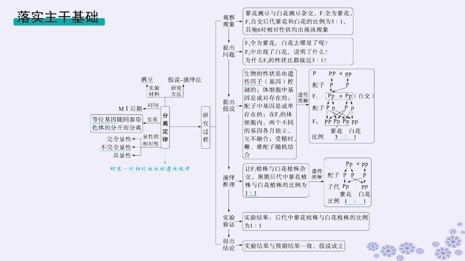 适用于新高考新教材浙江专版2025届高考生物一轮总复习第4单元遗传的基本规律及应用第12讲第1课时分离定律及其应用课件浙科版_第5页