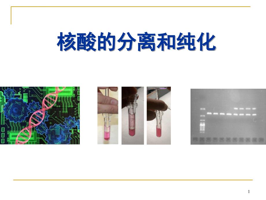 核酸分离和纯化ppt课件_第1页