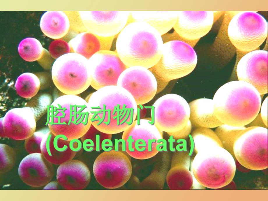 腔肠动物门coelenterata_第1页